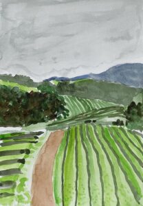 Theeplantage op de Azoren